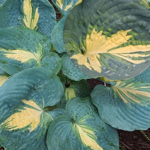 Hosta 'Dream Queen' - Hosta 'Dream Queen' P11/0,75L